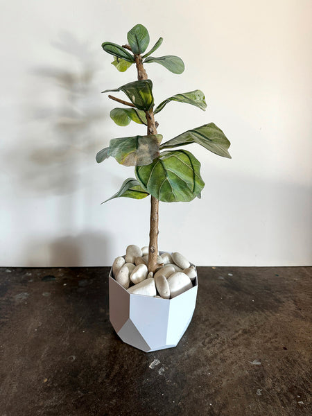 Jennifer Arnold, "Fiddle Leaf Fig Esperanza Hybrid 3" [Planter]