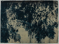 William VB, "Neighbor’s Cedar, Encroaching" [UNFRAMED]