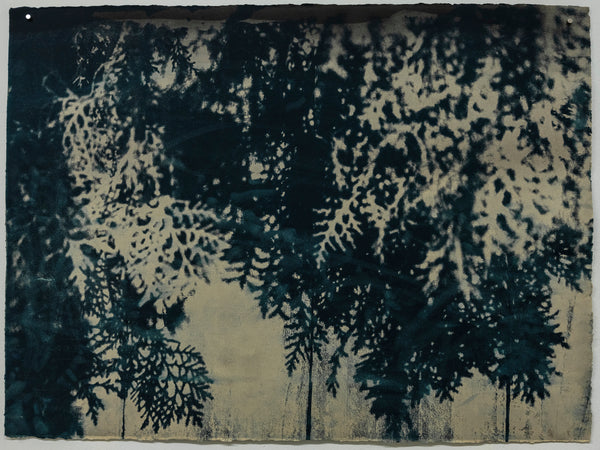 William VB, "Neighbor’s Cedar, Encroaching" [UNFRAMED]